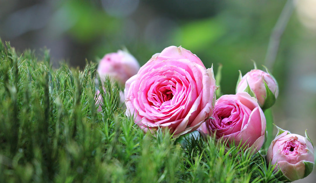 How Roses Inspired Us? Learn About the 3 Major Benefits of Adding Roses to Your Routine.