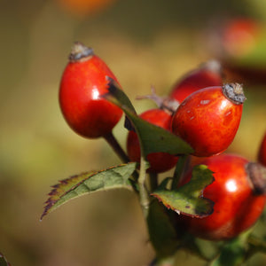 This is How Rosehip can Rejuvenate your Appearance...