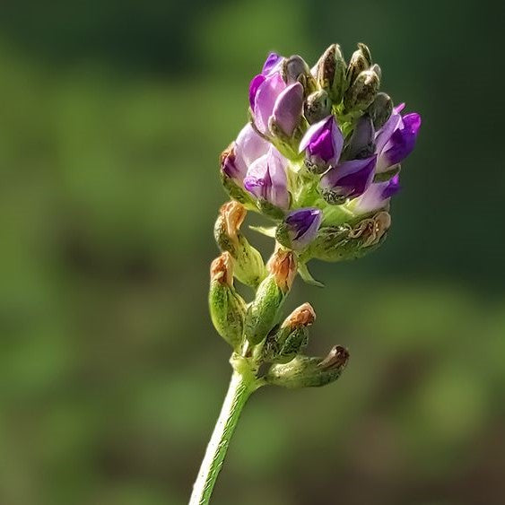 Get to Know Bakuchiol: The Newer, Better Retinol?