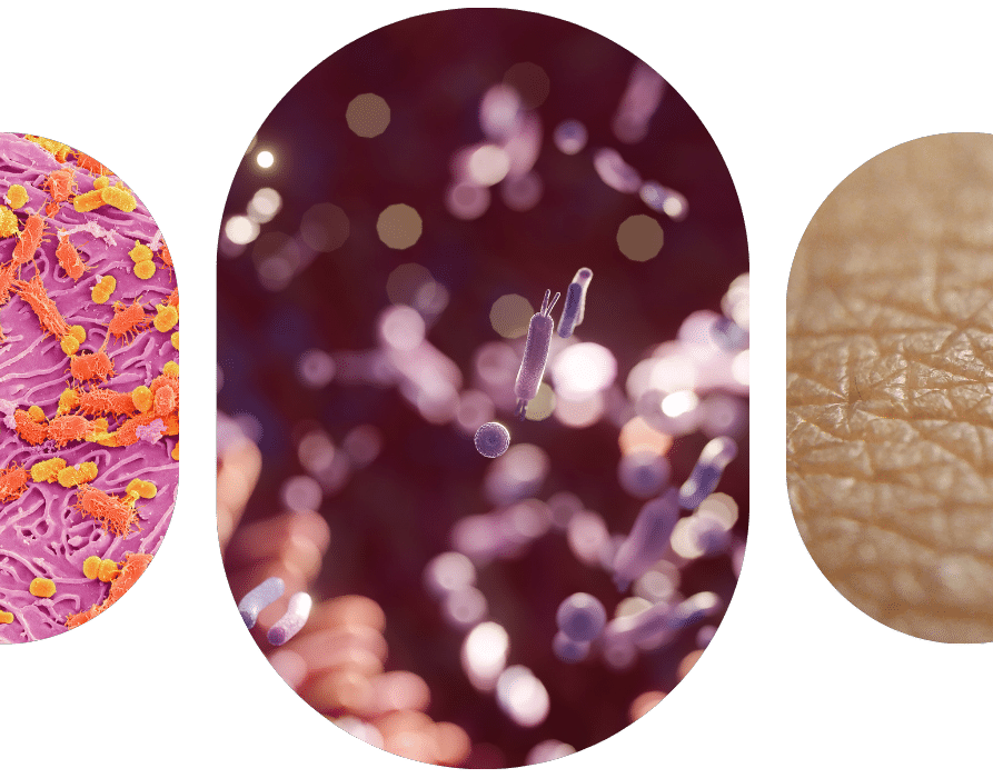Wat is het microbioom en heeft het invloed op veroudering?