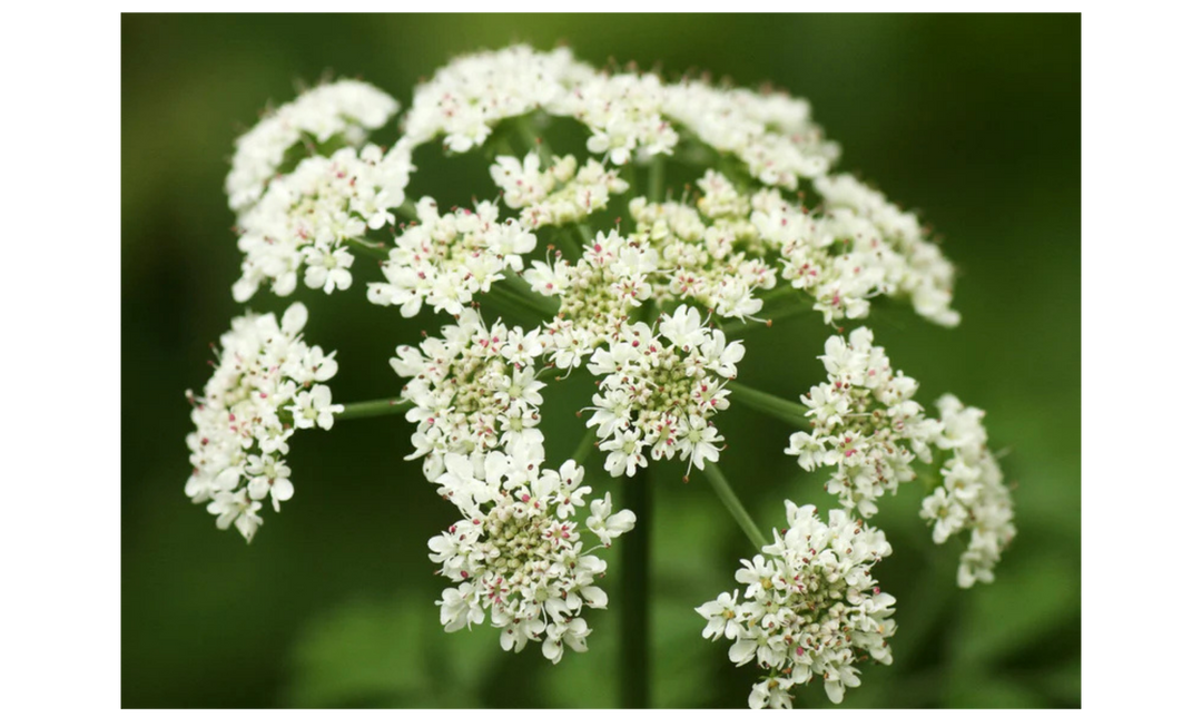 7 Natural Ingredients to Balance Hormones