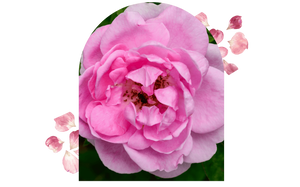 4 Benefits of Rose Oil: A Rejuvenating Elixir for Ageless Beauty