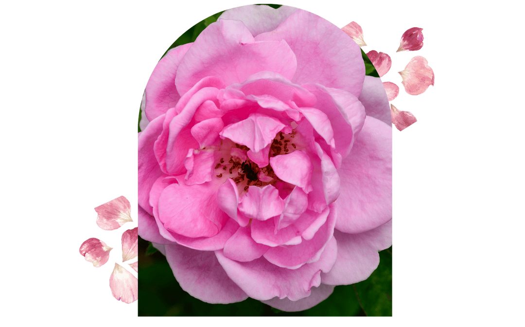 4 Benefits of Rose Oil: A Rejuvenating Elixir for Ageless Beauty