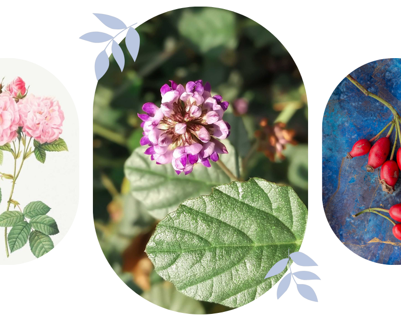 Get Rejuvenated Skin with 3 Simple Ingredients!