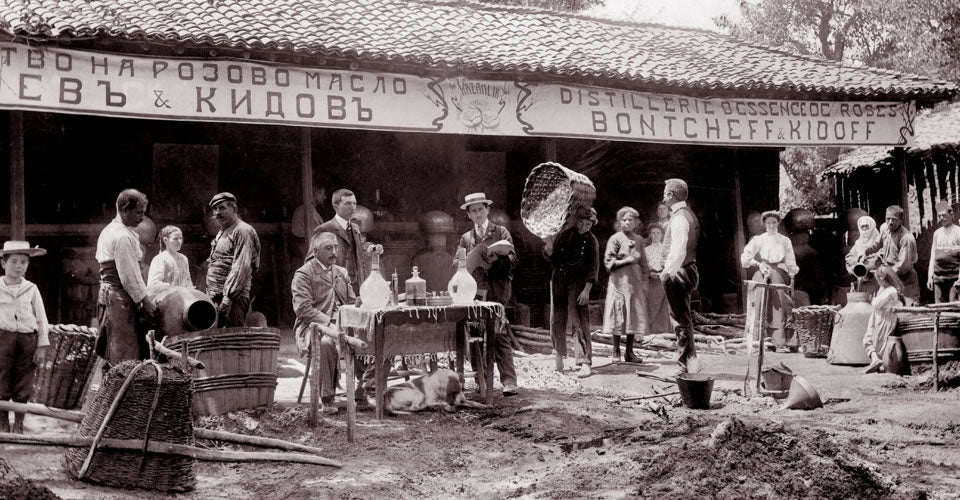 Rose harvest in the Kazanlak Valley, Bulgaria